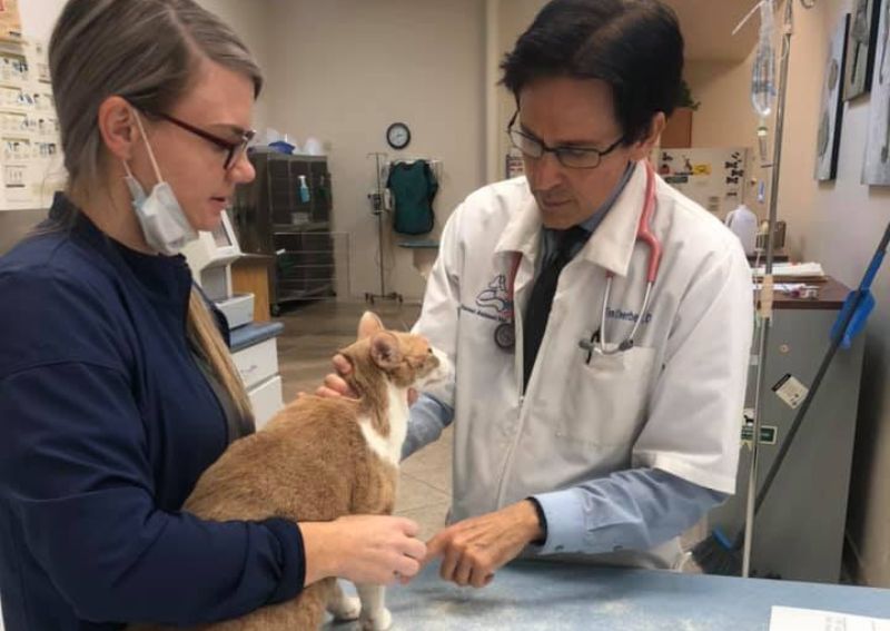 Carousel Slide 4: Expert veterinary care in Green Valley, AZ