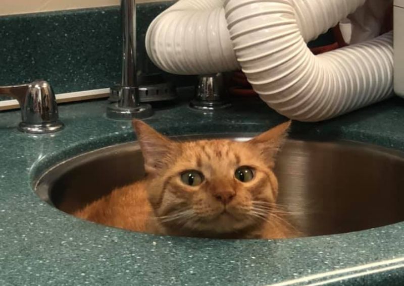 Carousel Slide 5: Meet our previous hospital cat! He now lives at home with our Hospital Manager, Kayla.